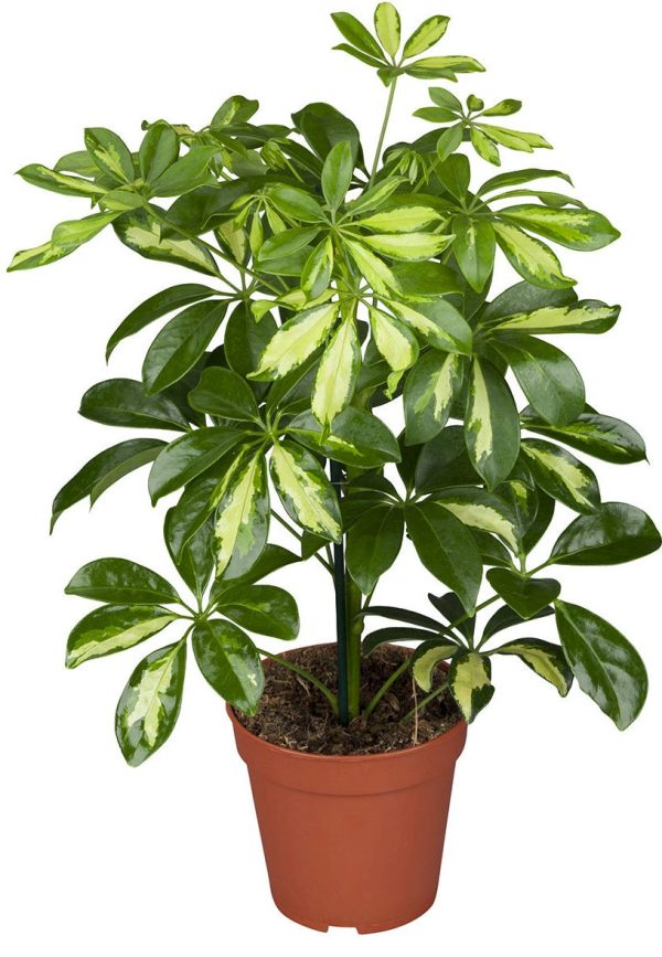 Schefflera