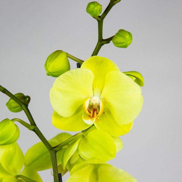 Orchid Phalaenopsis - Image 3