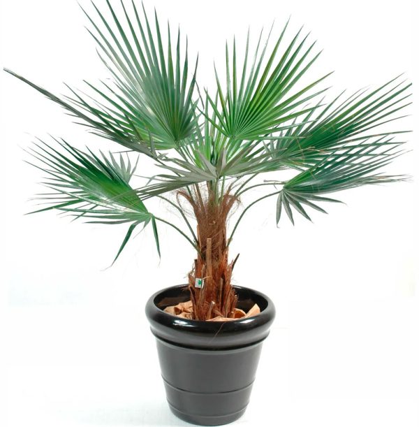 Washingtonia