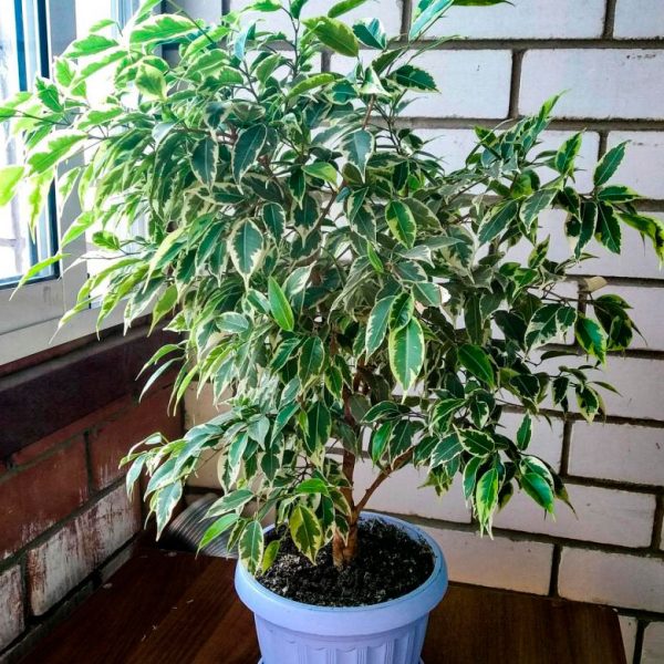 Ficus Benjamin Starlight - Image 3