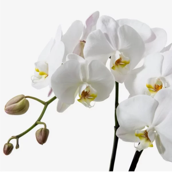 Orchid Phalaenopsis