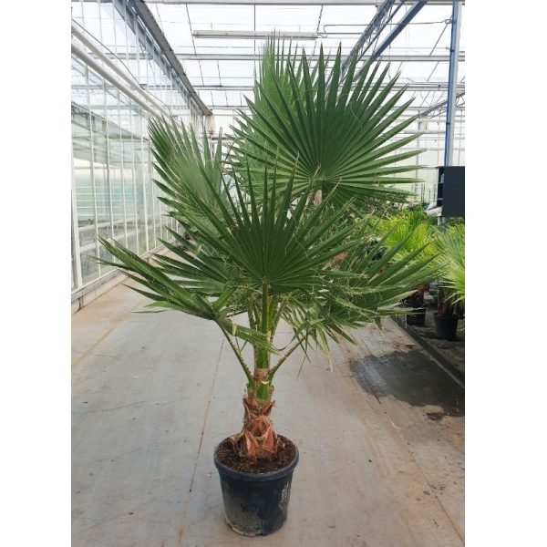 Washingtonia - Image 2